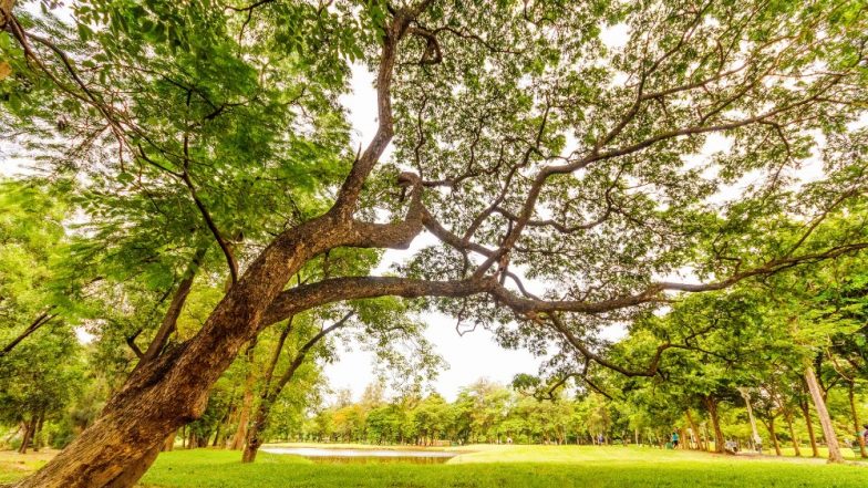 World Environment Day 2021: UGC Urges All Universities and Colleges to Observe The Day Through Online Programmes