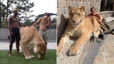 World's Largest Cat, a Lion-Tiger Cross Breed Weighs 319 Kgs! Video of Apollo, The Huge Liger From South Carolina Goes Viral