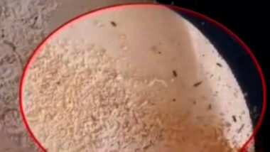Worms, Insects Found in Food Distributed at Anganwadis in Bengaluru, Watch Video