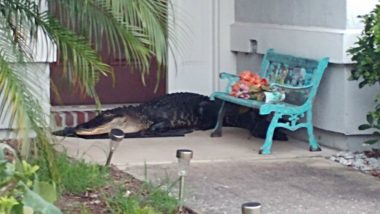 Florida Man Returning From Night Shift Shocked to See an Alligator Welcoming Him! (View Viral Pic)