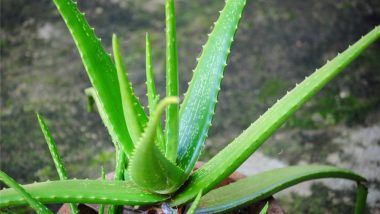 Home Remedy of the Week: How to Treat Burns at Home With Aloe Vera and NOT Toothpaste!