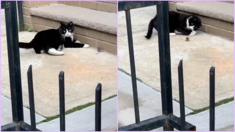Wanna Watch Real Life Tom and Jerry? This Video of Cat Playing With Mouse Will Remind You of the Childhood Favourite Cartoon Series