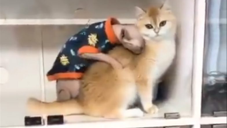 Viral Cat Video Is Inspiring Hilarious Memes, Check ROFL Tweets