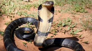 King Cobra Measuring 12 Feet Rescued From CRPF Camp in Odisha