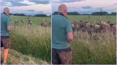 US Man Entertains Cows By Playing Saxophone in a Video That Went Viral