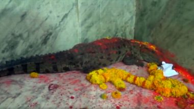 Crocodile Rescued by Forest Department Officials in Mahisagar, Gujarat