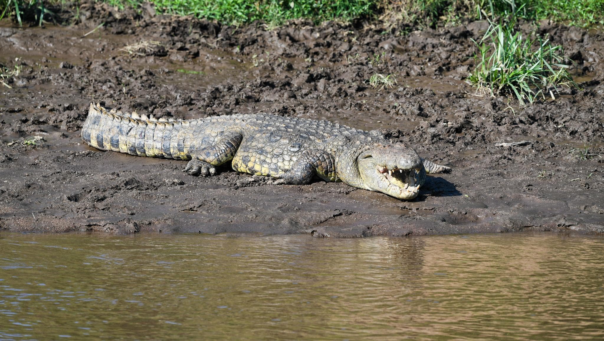 Australian Man Wrestles and Gouges Out Crocodile's Eyes to Save Himself From Attack Australian Man Wrestles and Gouges Out Crocodile's Eyes to Save Himself From Attack
