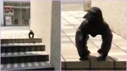 &lsquo;Gorilla Crow&rsquo; Video From Japan Is Going Viral, but Here Is Something You Should Know