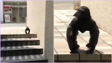 ‘Gorilla Crow’ Video From Japan Is Going Viral, but Here Is Something You Should Know