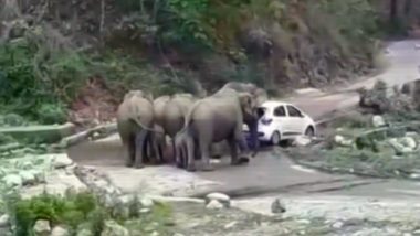 Uttarakhand: Herd of Elephants Attack Cars on the National Highway in Ramnagar