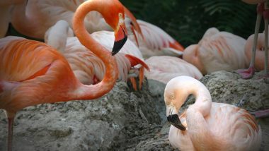 Same Sex Flamingo Couple’s Romance Is the Best Viral Moment This Pride Month, Love Birds May Even Raise a Chick Together