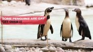 LGBTQ Pride Month 2019: &lsquo;Some Penguins Are Gay, Get Over It&rsquo; London Zoo Honours Ronnie and Reggie&rsquo;s Love