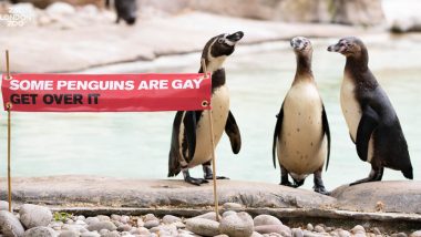 LGBTQ Pride Month 2019: ‘Some Penguins Are Gay, Get Over It’ London Zoo Honours Ronnie and Reggie’s Love