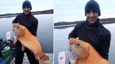 Giant ‘Goldfish’ Found in US Lake! View Pic of the 100-Year-Old Rare Fish