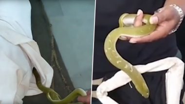 Venomous Snake Removed From a Sleeping Man’s Shirt in Maharashtra (Watch Scary Video)