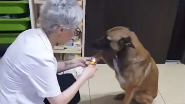Injured Dog Enters Pharmacy To Ask For Help in Istanbul And Help is Given: Watch The Uplifting Video