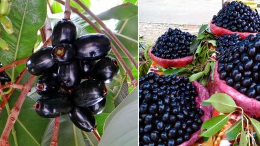 indian blackberry fruit tree