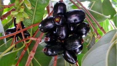 Home Remedy of the Week: How Jamun/Jambul Fruit/ Indian Blackberry  Can Help Lower Blood Sugar (Diabetes Tip)