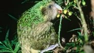 Kakapo Threatened by Fungal Infection! Know Interesting Facts About World&rsquo;s Fattest Parrots