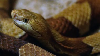 Fearless Children Rescue A Snake Trapped in Fishnet In Odisha, Their Compassion Earns Them Praise