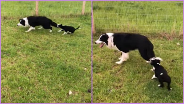 Cute Puppy Wants Sheepdog Buddy to Play With Her, Captured Catching Its Tail on Camera (Watch Hilarious Video) Cute Puppy Wants Sheepdog Buddy to Play With Her, Captured Catching Its Tail on Camera (Watch Hilarious Video)