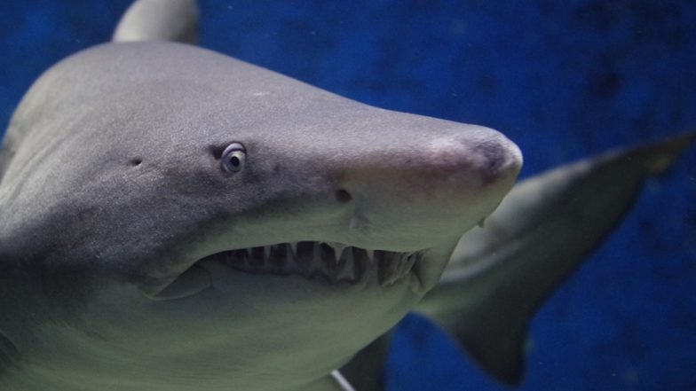 Is Snorkelling in Bahamas Dangerous? 21-Year-Old California Girl Ripped Apart by 3 Sharks Near Rose Island
