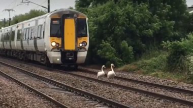 Family of Swan Makes UK Train to Run at Snail's Speed, Watch Adorable Video