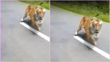 Tiger Chases Bikers in Kerala’s Wayanad, Viral Video Scares Netizens