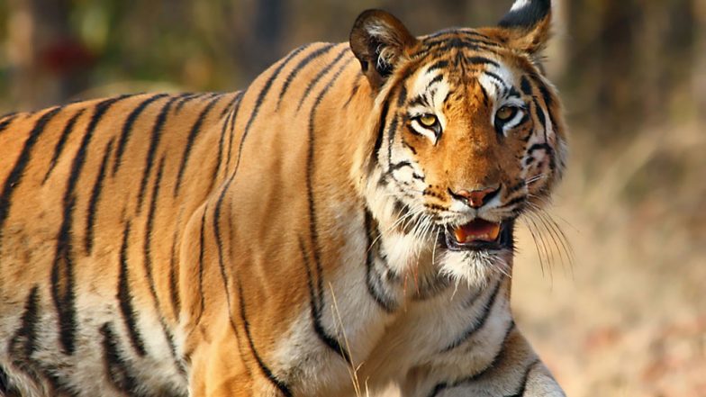 Indonesia: Foetuses of 4 Critically Endangered Species of Sumatran Tiger Found in Jar