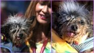 World&rsquo;s Ugliest Dog of 2019 Is Scamp the Tramp, View Adorable Pics of the Messy-Haired Toothless Canine Who Won the Contest
