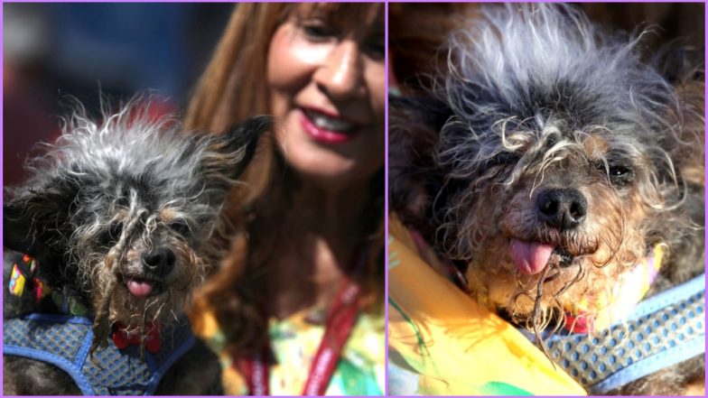 World’s Ugliest Dog of 2019 Is Scamp the Tramp, View Adorable Pics of the Messy-Haired Toothless Canine Who Won the Contest