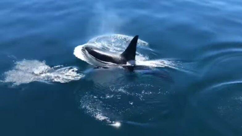 Viral Video of Killer Whale Swimming With a Pod of Dolphins Alongside ...