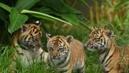 Bodies of 7 Tiger Cubs Found in a Car in Vietnam, Felines Likely Killed for Meat