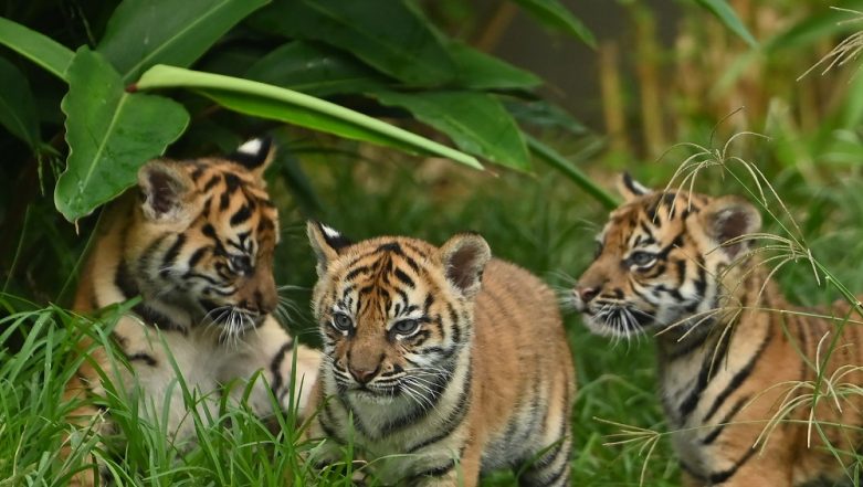 Two tiger cubs found frozen, infused in wine in central Vietnam