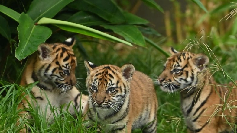 Bodies of 7 Tiger Cubs Found in a Car in Vietnam, Felines Likely Killed for Meat