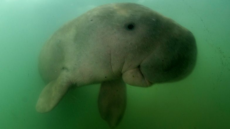 New Orphan Sea Cow, Found Stranded at Thai Beach, Named ‘Handsome Sea Prince’ by Princess