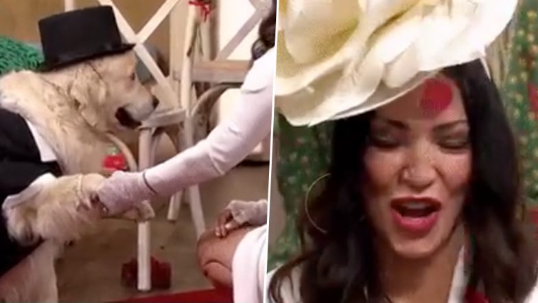 Former Page 3 Model Marries Her Dog on Live TV After Going on ‘221 Unsuccessful Dates’ and Having High Profile Flings