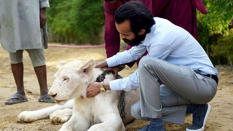 Big Cats of Instagram: Pakistani Elite’s Love of Exotic Wildlife