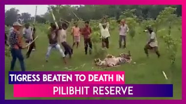 Tigress Brutally Beaten to Death in Pilibhit Reserve, UP I Horrifying Incident Captured In Now Viral