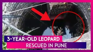 Pune: 3-Year-Old Leopard Rescued From a Well by Forest Officials