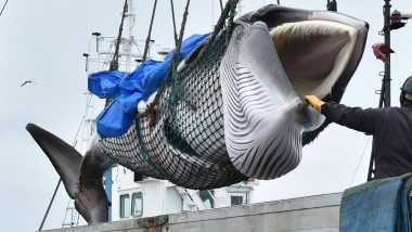 Japan Fisherman Catch First Whales As Commercial Hunts Resume After 30 Years