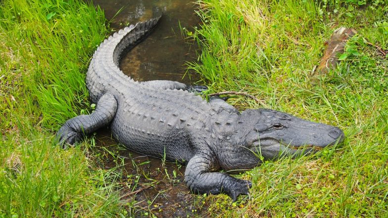 Alligators Get High on Drugs People Flush Down the Toilet, Tennessee ...