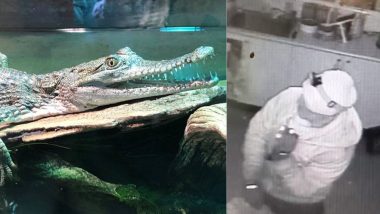 Snakes and Freshwater Crocodiles Sneaked out of Australia's Canberra Reptile Zoo, Officials Release Footage to Nail Thief (Watch Video)