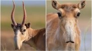 Pictures of Bizarre-Looking Antelope Caught on Camera in Russia Go Viral (See Pics)
