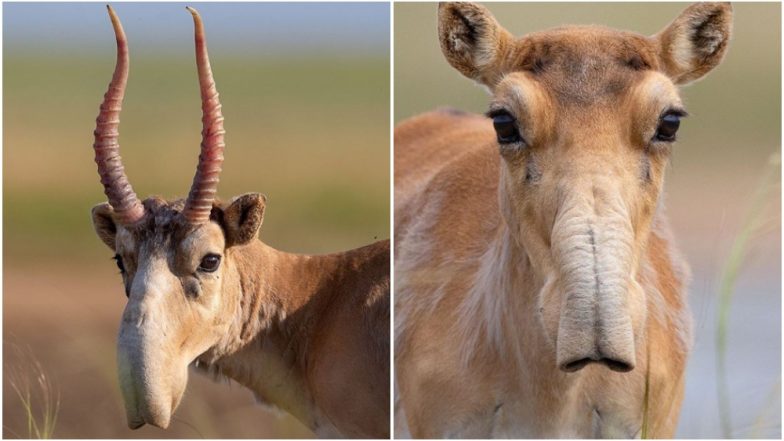 Pictures of Bizarre-Looking Antelope Caught on Camera in Russia Go Viral (See Pics)