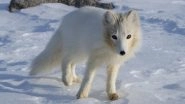 Arctic Fox Covers Distance Of 3,500 Kms From Norway to Canada in 76 Days! Sets Record For Fastest Movement Ever Seen in The Species
