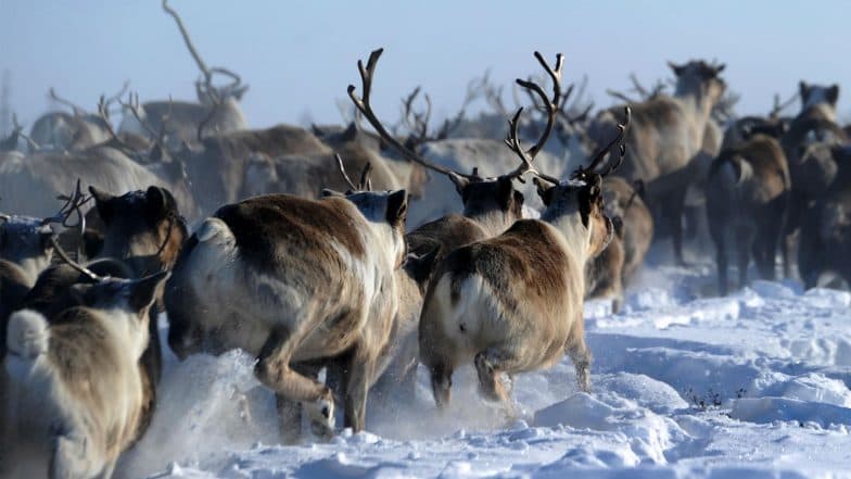 Climate Change Blamed for Deaths of 200 Arctic Reindeer Climate Change Blamed for Deaths of 200 Arctic Reindeer