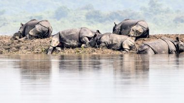 Kaziranga National Park Flood: Battle to Rescue Wildlife Underway as Death Toll of Animal Rises to 215 in Assam