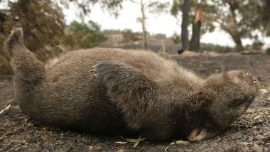 Australian Wombats Dying of a Strange Disease, New Drug Hopeful of Saving the Marsupials