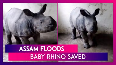 Assam Floods: Rescue Team Saves Baby Rhino From Drowning in Kaziranga Forest